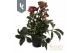 Helleborus hgc ice n roses early red 
