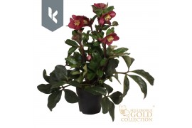 Helleborus hgc ice n roses early red