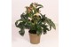 Helleborus hgc ice n roses early red in het goud 