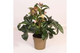 Helleborus hgc ice n roses early red in het goud