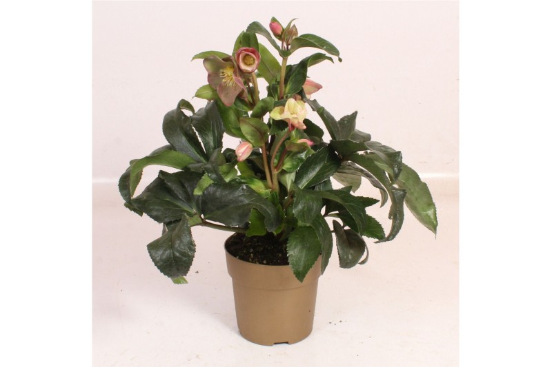 Helleborus hgc ice n roses early red in het goud 