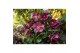 Helleborus hgc ice n roses early red in het goud 