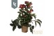 Helleborus hgc ice n roses early red in het goud 