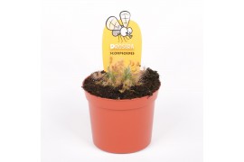 Drosera scorpioides