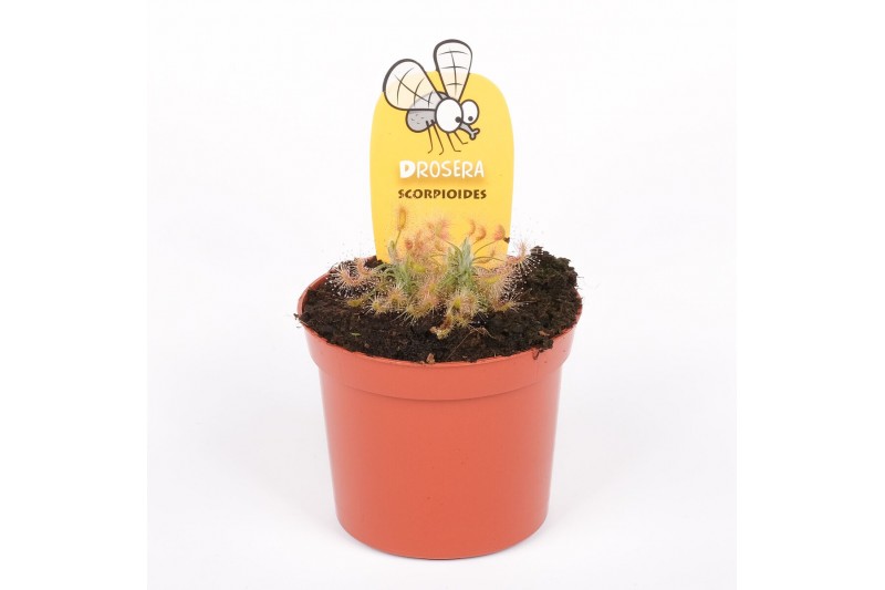 Drosera scorpioides 