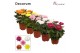 Chrysanthemum ind. supernova mix Chrysanne Zembla Next Decorum 