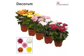 Chrysanthemum ind. supernova mix Chrysanne Zembla Next Decorum
