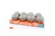 Echeveria lilacina silver pearl SuPure® pearls 