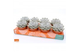 Echeveria lilacina silver pearl SuPure® pearls