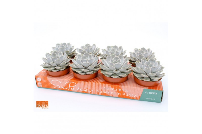 Echeveria lilacina silver pearl SuPure® pearls 