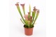 Sarracenia leucophylla 