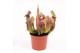 Sarracenia tess 