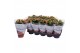 Kalanchoe rosalina don sergio 