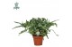 Phlebodium blue star Air So Pure 