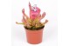 Sarracenia scarlet belle 