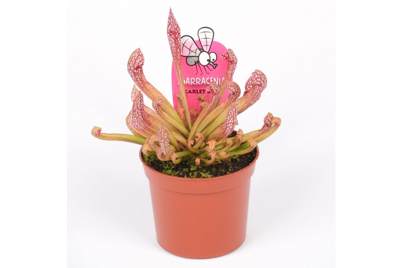 Sarracenia scarlet belle 