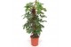 Philodendron pedatum 