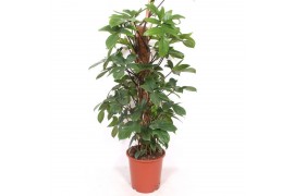 Philodendron pedatum