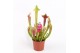 Sarracenia smoorii 