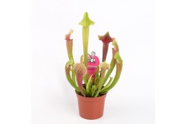 Sarracenia smoorii