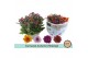 Chrysanthemum ind. mix carnaval mount aubisque autumn melange 