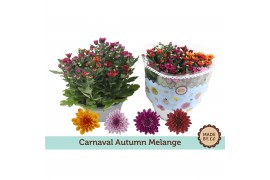 Chrysanthemum ind. mix carnaval mount aubisque autumn melange