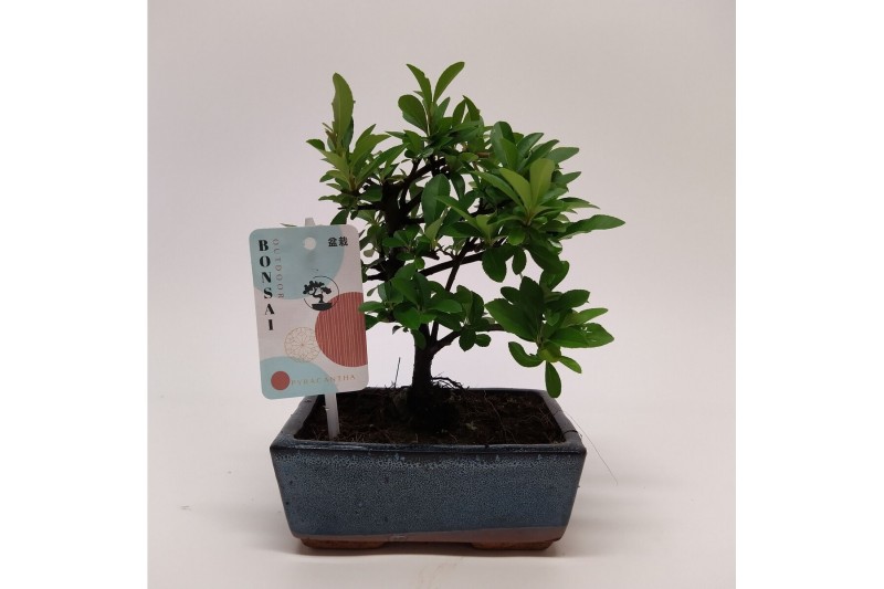 Bonsai Pyracantha Traditional 