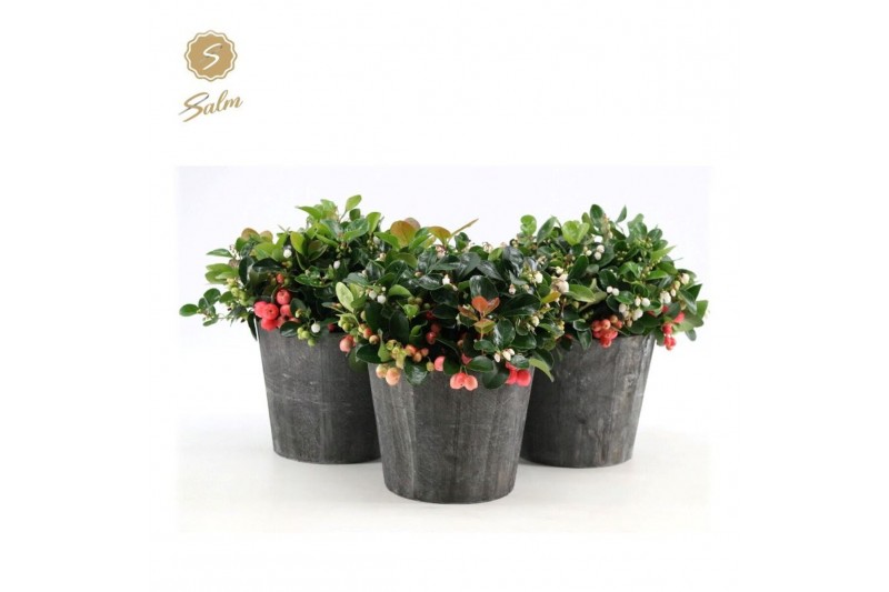 Gaultheria procumbens big berry in Wood 