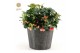 Gaultheria procumbens big berry in Wood 