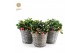Gaultheria procumbens big berry in Basket 