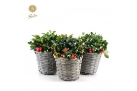 Gaultheria procumbens big berry in Basket