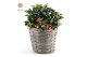 Gaultheria procumbens big berry in Basket 
