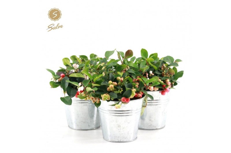 Gaultheria procumbens big berry in Zinc Old-Look 