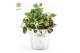 Gaultheria procumbens big berry in Zinc Old-Look 