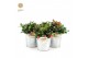 Gaultheria procumbens big berry in Zinc Old-Look 