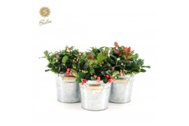 Gaultheria procumbens big berry in Zinc Old-Look