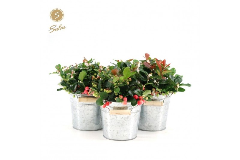 Gaultheria procumbens big berry in Zinc Old-Look 