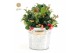Gaultheria procumbens big berry in Zinc Old-Look 
