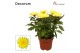 Chrysanthemum ind. supernova yellow Chrysanne Zembla Next Decorum 