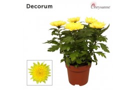Chrysanthemum ind. supernova yellow Chrysanne Zembla Next Decorum