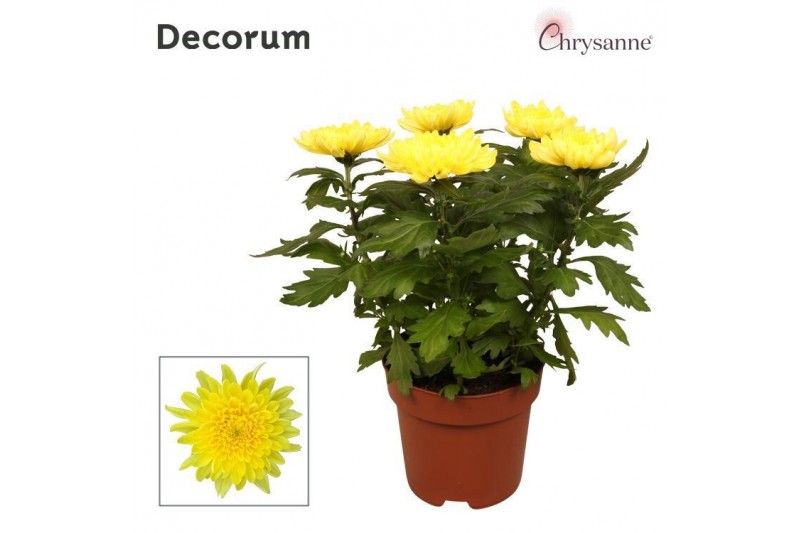 Chrysanthemum ind. supernova yellow Chrysanne Zembla Next Decorum 