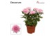 Chrysanthemum ind. supernova pink Chrysanne Zembla Next Decorum 
