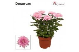 Chrysanthemum ind. supernova pink Chrysanne Zembla Next Decorum