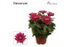 Chrysanthemum ind. supernova purple Chrysanne Zembla Next Decorum 