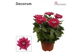 Chrysanthemum ind. supernova purple Chrysanne Zembla Next Decorum