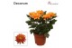Chrysanthemum ind. durango Chrysanne Zembla Next Decorum 