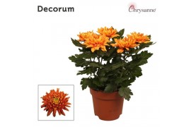 Chrysanthemum ind. durango Chrysanne Zembla Next Decorum