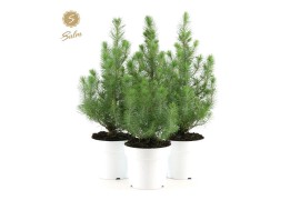 Pinus pinea silver crest in Pot White
