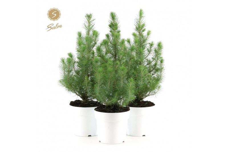 Pinus pinea silver crest in Pot White 