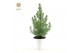 Pinus pinea silver crest in Pot White 